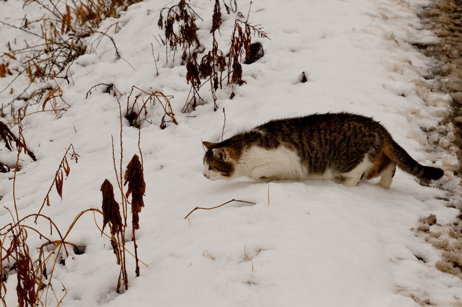 河川敷の猫　＃３３_b0147624_1057589.jpg