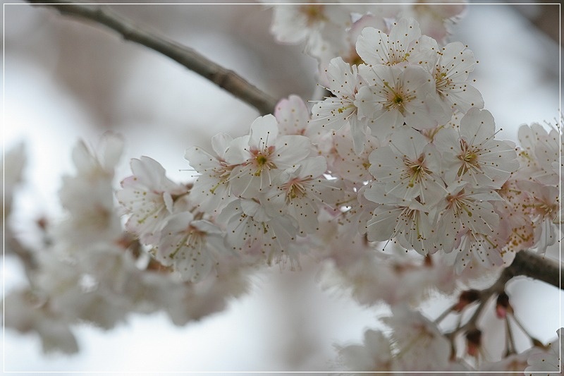 サクランボの花が満開です_e0052135_17495075.jpg