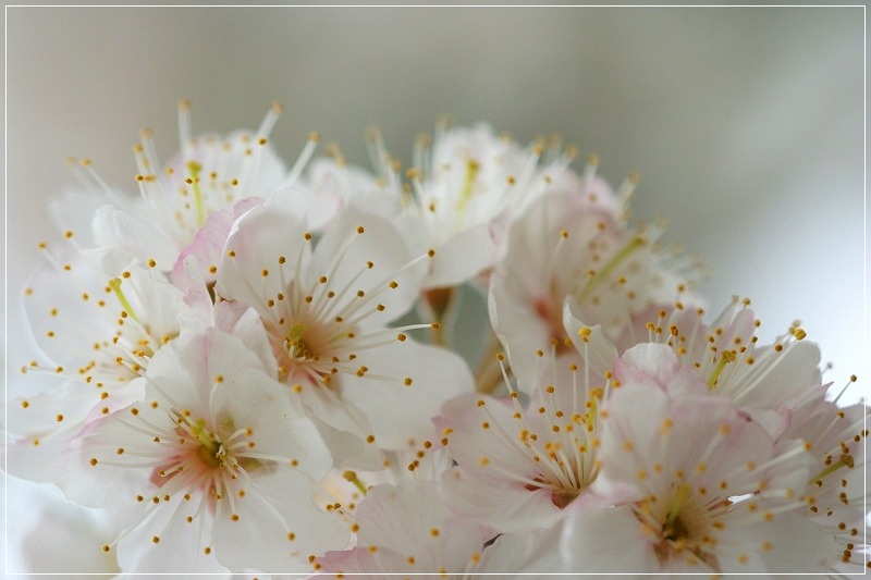 サクランボの花が満開です_e0052135_1749516.jpg