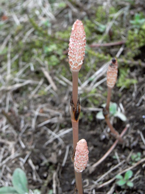 土手の芝に生える土筆_f0206939_2119924.jpg