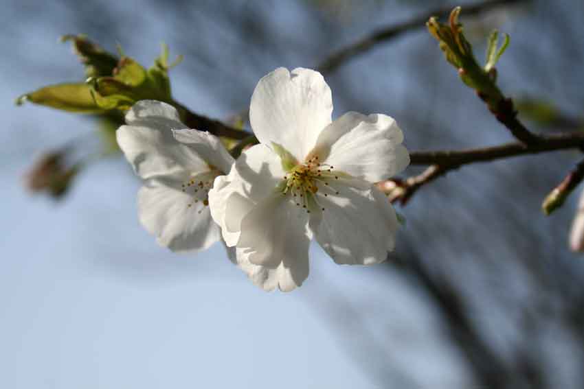 桜の開花は・・・「神山森林公園｣♪_d0058941_20313620.jpg