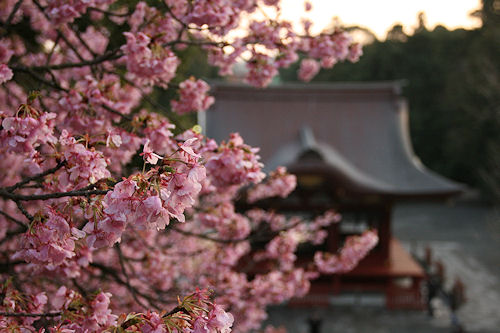 鶴岡八幡宮の夕暮れ_f0048546_6204347.jpg