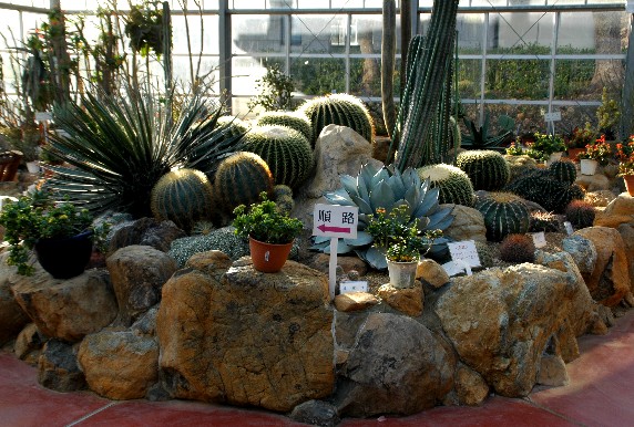 　　和歌山県植物公園緑花センター　_b0093754_2349151.jpg