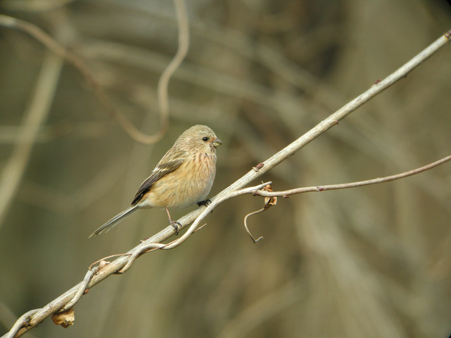 鳥さんは少なかったですが_d0042959_22423771.jpg