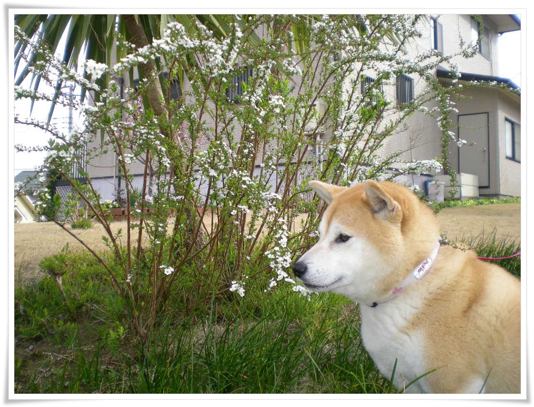 2010年3月17日(水)えっ?冬に逆戻り!_f0060461_11207.jpg