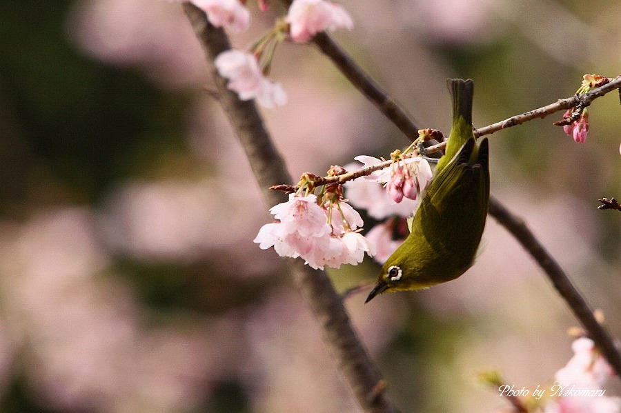 桜にメジロ_a0021270_22144980.jpg