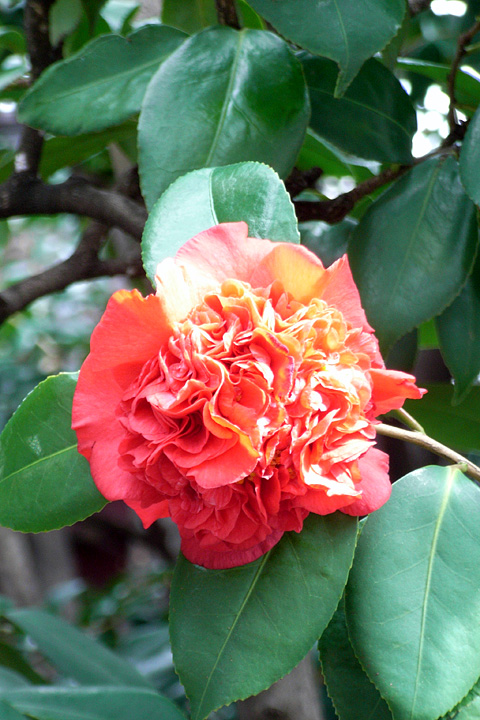 b0006870_1871025.jpg