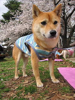 願わくは花の下にて春死なん……_b0141773_10525345.jpg