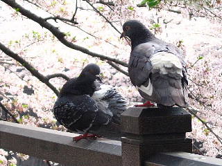 願わくは花の下にて春死なん……_b0141773_10544778.jpg
