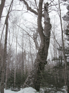 f0171283_13393100.jpg