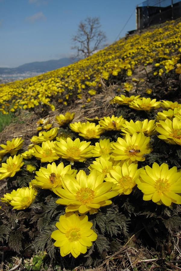 10.03.03&05：諏訪市大熊の城山福寿草園３_c0007190_19422499.jpg