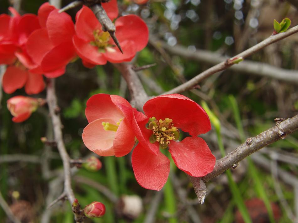 庭の花　今日もクローズアップで_a0152692_18523626.jpg