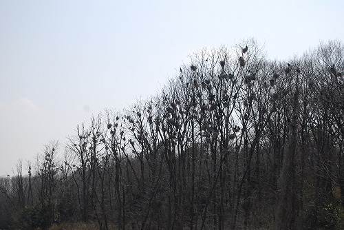 c0124100_1732551.jpg