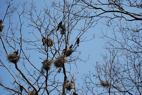 カワウの集合住宅_c0124100_1761893.jpg