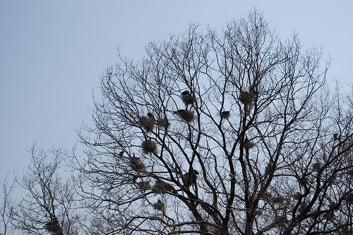 カワウの集合住宅_c0124100_176711.jpg