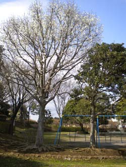 a0159009_15545243.jpg