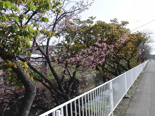 沼川 春のお花見ウォーク その1_f0141310_23335398.jpg