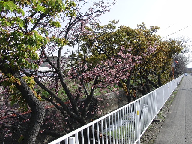 沼川　春のお花見ウォーク　その1_f0141310_23335398.jpg