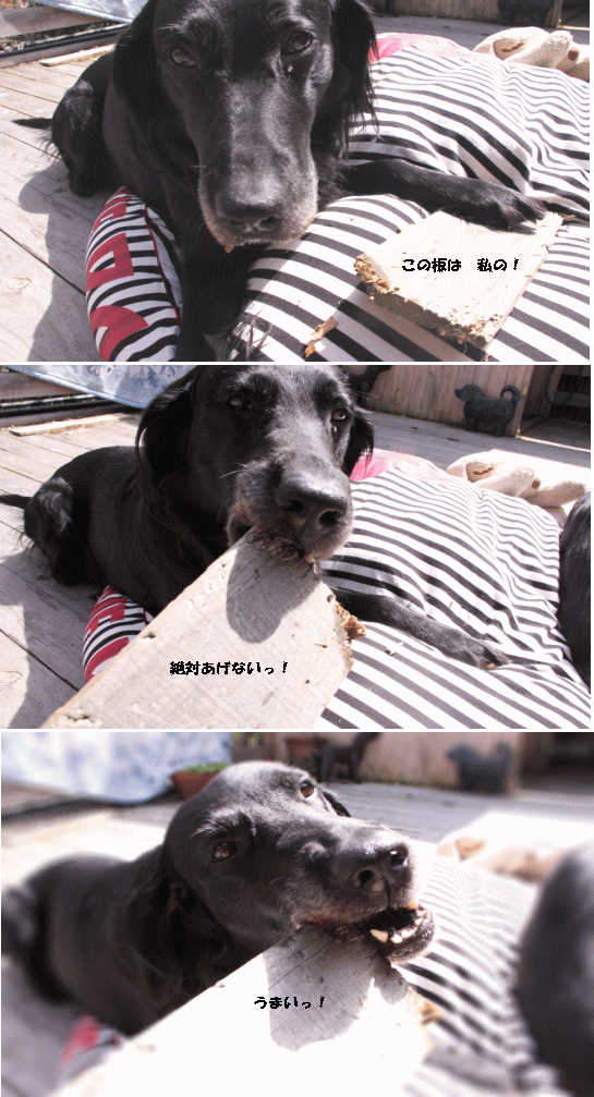 c0017311_14524915.gif