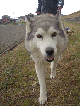 c0143711_20485635.gif