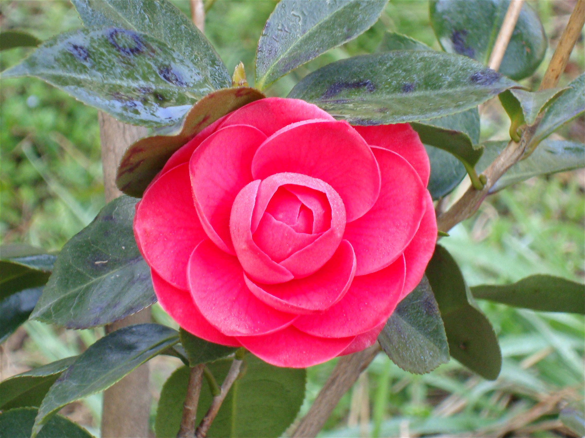 庵紅　いおりべに　椿 当園作出花｜庵紅 いおりべに｜小平の椿農園新・江戸椿の野口