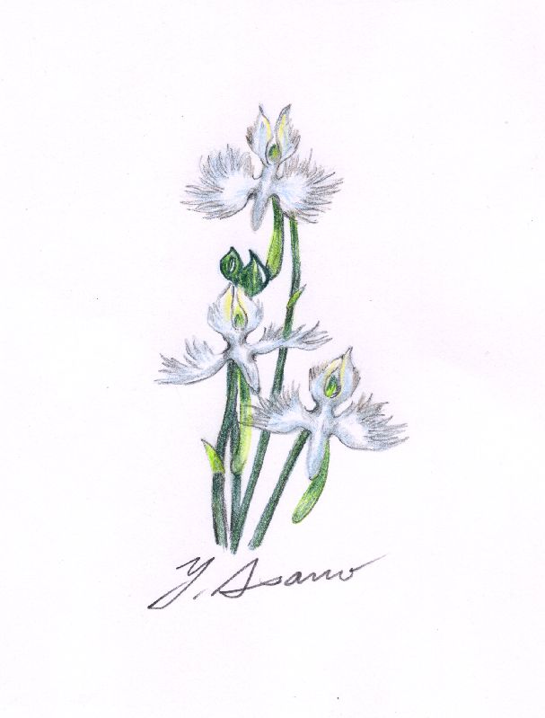 サギソウ 四季彩日記 The Diary Of Four Seasons Coloring