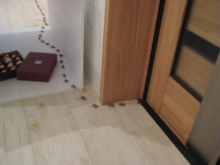 きゃー、蟻が!!_b0093221_831223.jpg