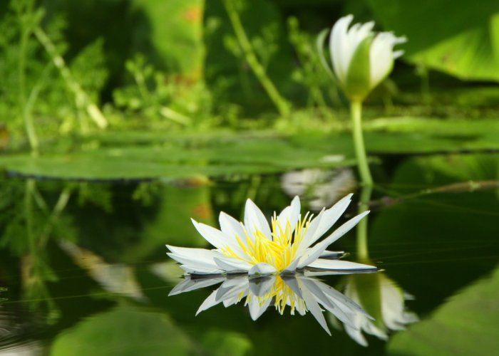 掛川花鳥園・・・　睡蓮_d0113821_1939111.jpg