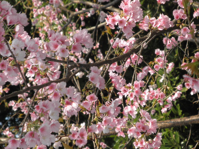 今日もいろいろの花が咲いていました。_a0019323_18152616.jpg