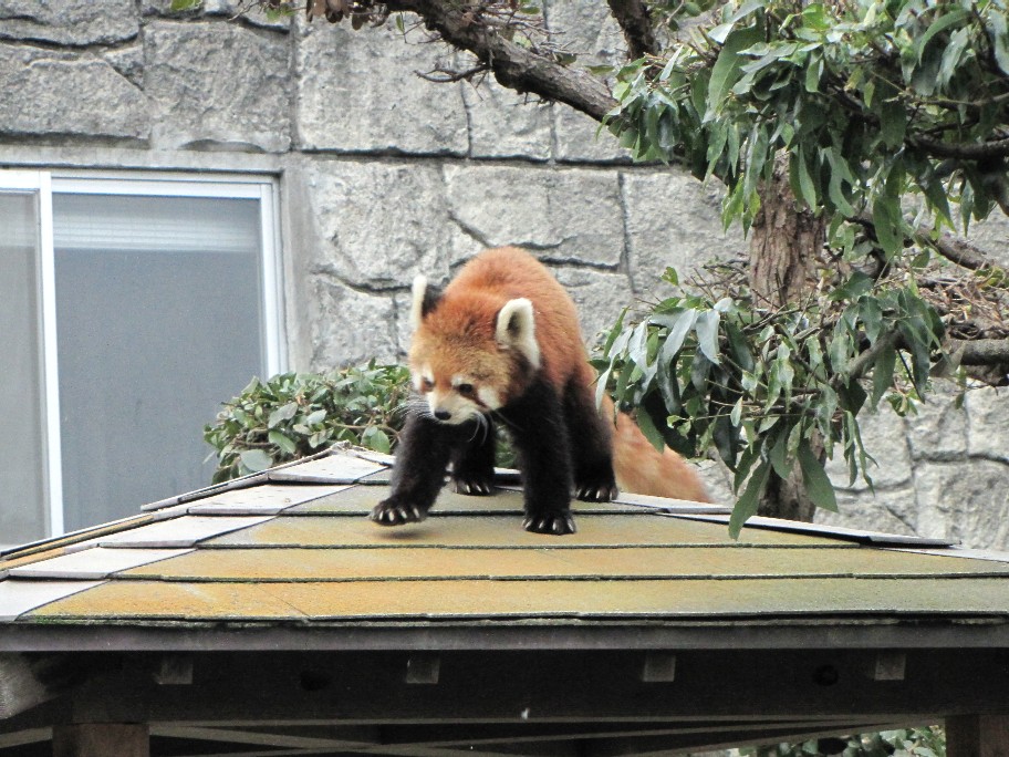 2009年冬休み！レッサーパンダ詣で！安佐動物公園編_f0221023_23151461.jpg