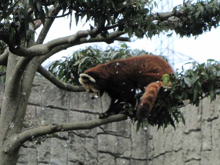 2009年冬休み！レッサーパンダ詣で！安佐動物公園編_f0221023_23154733.jpg