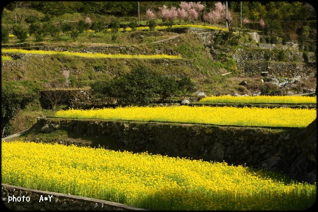 菜の花畑_b0173833_2013447.jpg