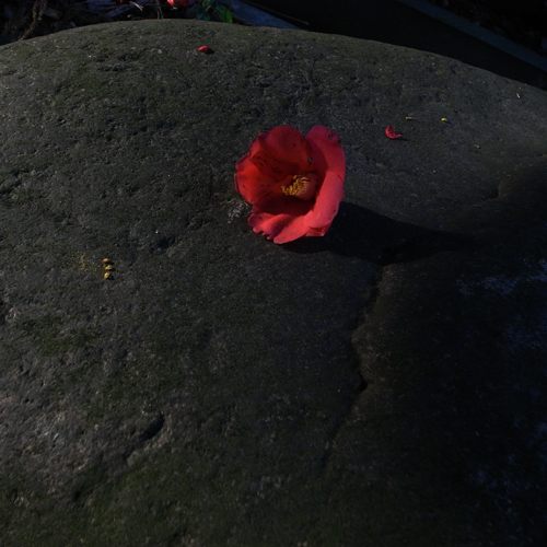 b0177233_534229.jpg