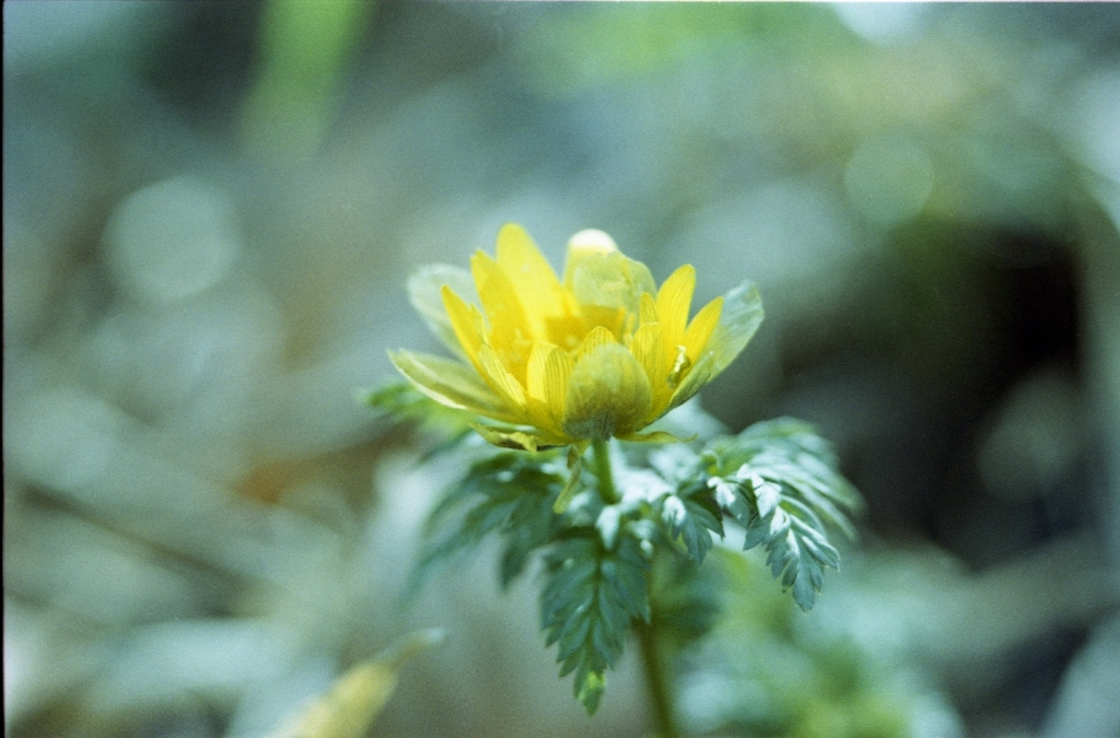 四季の森公園の花_b0158237_21185653.jpg