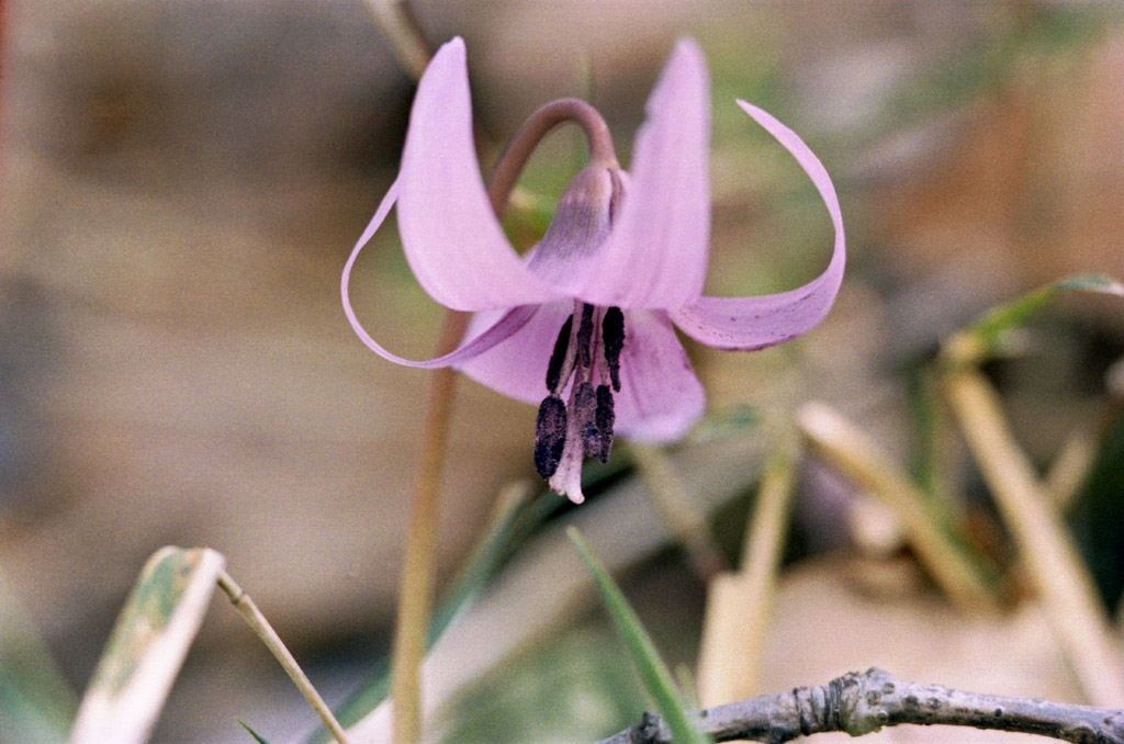 四季の森公園の花_b0158237_2119930.jpg