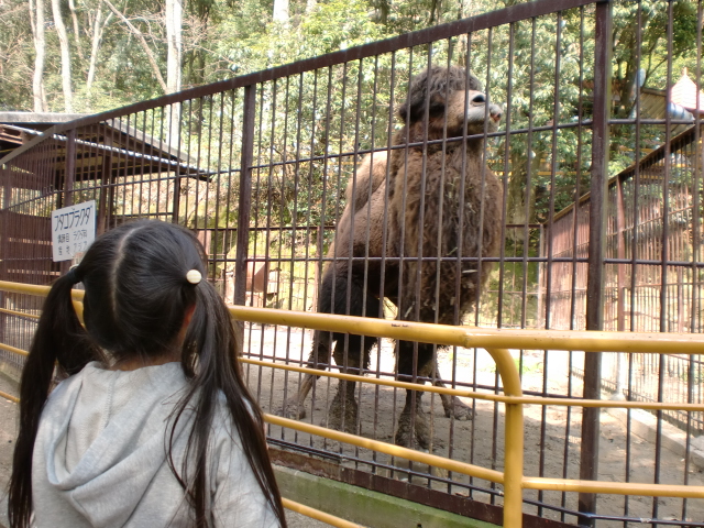 池田動物園_c0206243_1818981.jpg