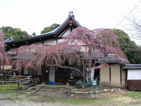 奈良　氷室神社　しだれ桜開花状況_a0168649_1382545.jpg