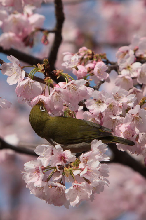 修善寺桜_d0084952_23711100.jpg