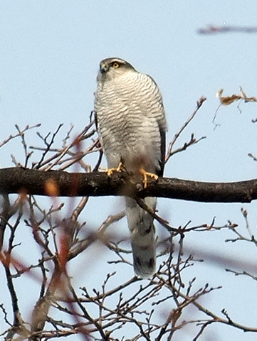 道北のタカ科絶滅危惧種特集 北海道の野鳥探索 Markeeのシマフクブログ 道北のタカ科絶滅危惧種特集 北海道の野鳥探索 Markeeのシマフクブログ