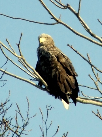 道北のタカ科絶滅危惧種特集 北海道の野鳥探索 Markeeのシマフクブログ 道北のタカ科絶滅危惧種特集 北海道の野鳥探索 Markeeのシマフクブログ