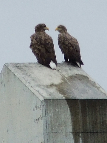 道北のタカ科絶滅危惧種特集 北海道の野鳥探索 Markeeのシマフクブログ 道北のタカ科絶滅危惧種特集 北海道の野鳥探索 Markeeのシマフクブログ