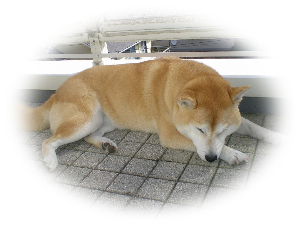 2010年3月18日(木)こころちゃん、何してるの~?_f0060461_1002750.jpg