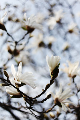 春の螺旋　spring spiral　by Mory_c0008664_221022.jpg