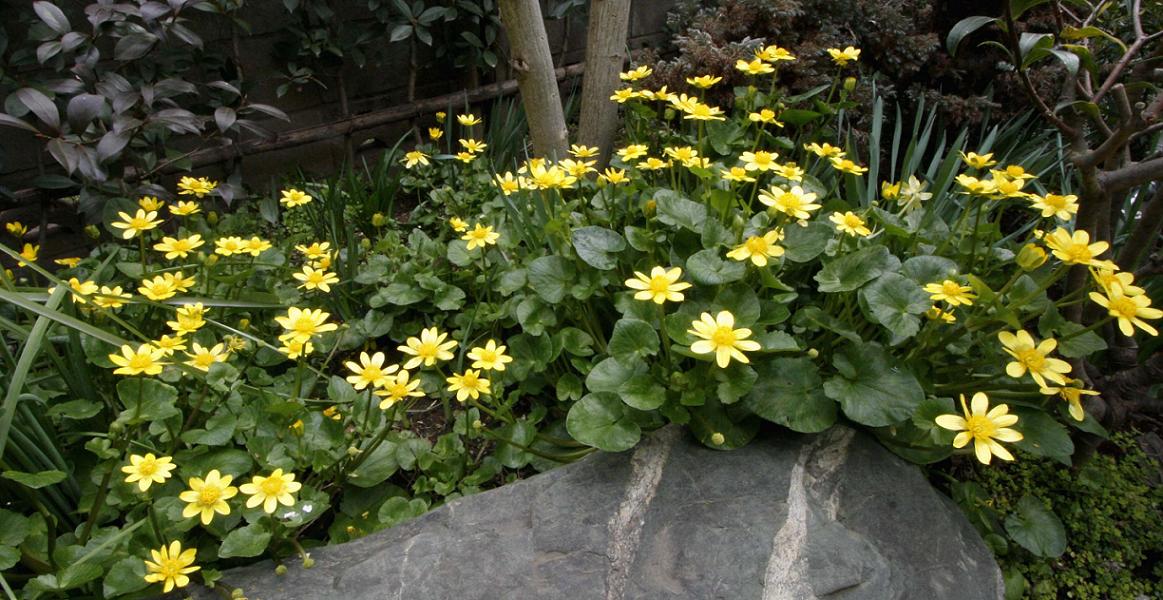 ヒメリュウキンカ ユスラウメ オダマキ_a0107574_2250824.jpg
