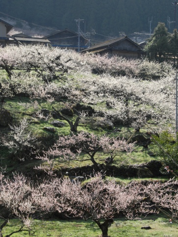 趣味の写真・・・奥三河・鳳来町_b0105374_6564791.jpg