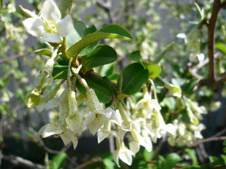 グミの木の花 四季折々 3