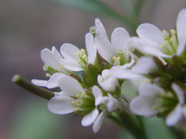d0054276_19533729.jpg