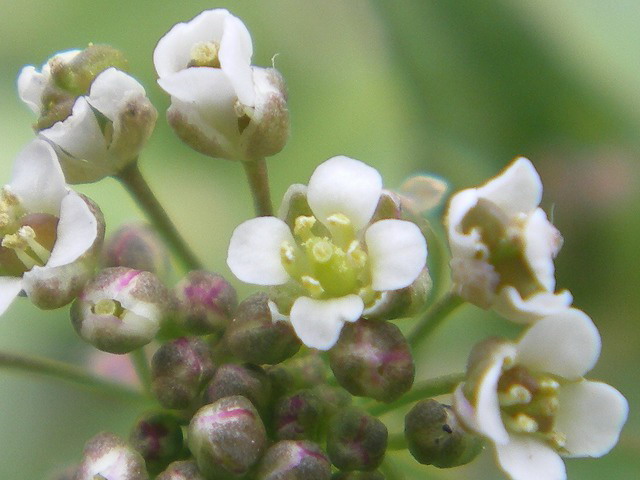 d0054276_1954119.jpg