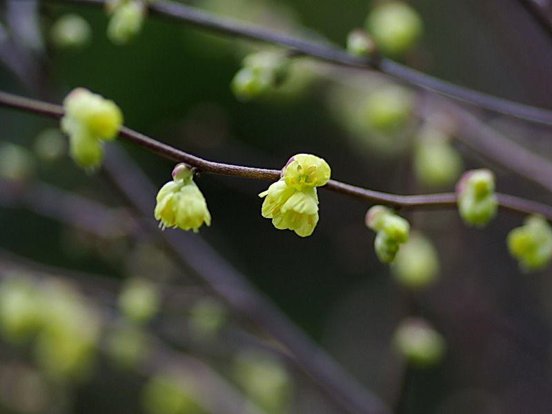 トサミズキ（赤坂 2010/03/07撮影）_f0204094_8584062.jpg