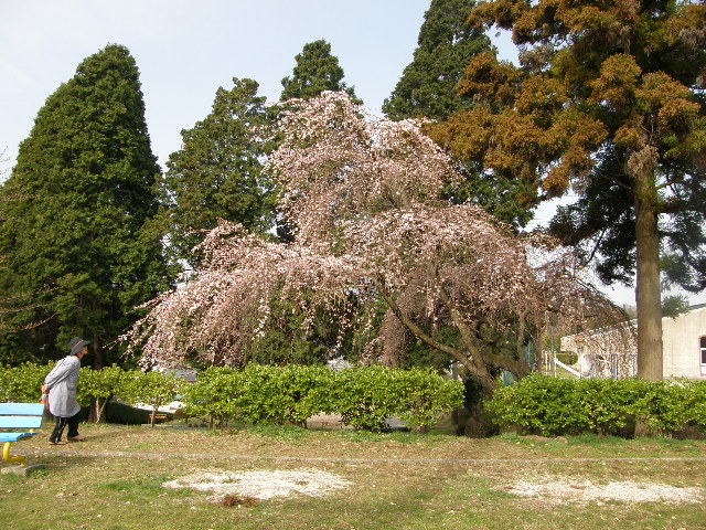 しだれ桜_c0108198_16463781.jpg